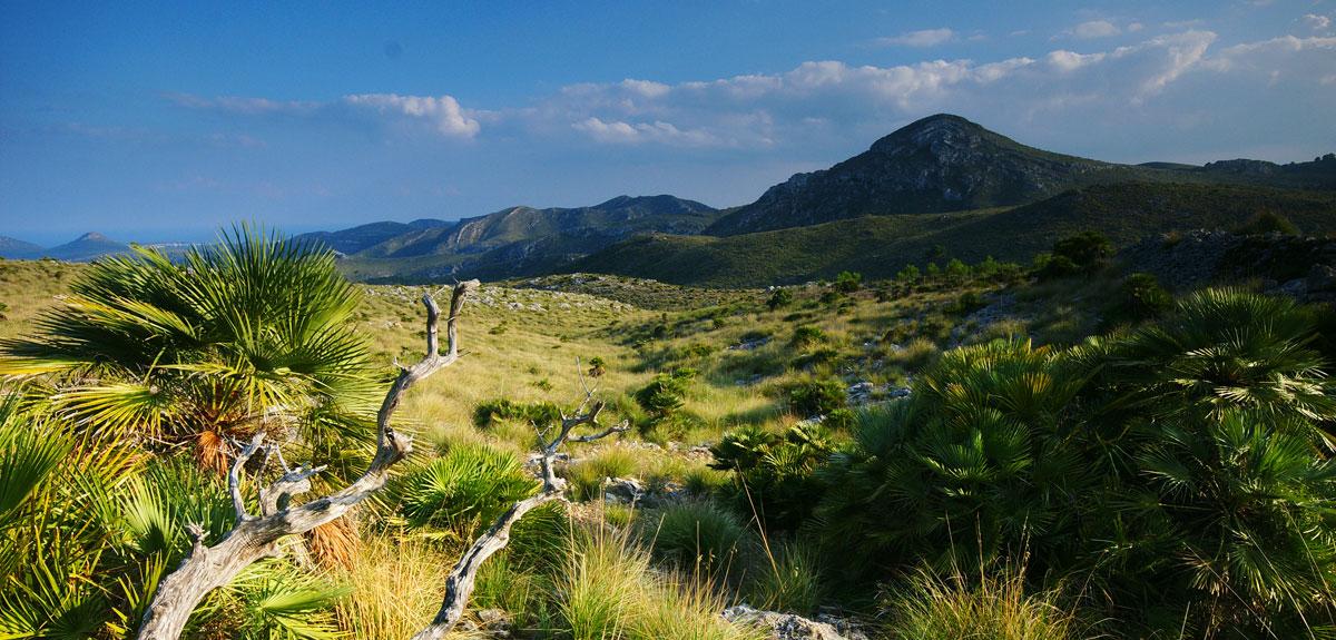 1447_parque-natural-del-llevant-mallorca.jpg